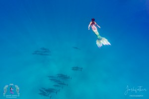 Mermaid with dolphins